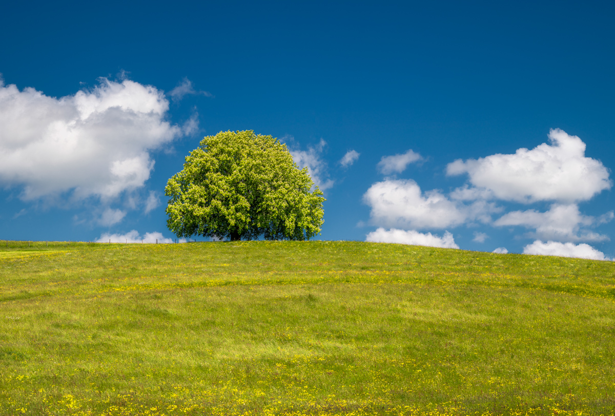 Oberallgäu, Einzelbaum auf grünem Hügel, Minimalistische Frühlingslandschaft - Landschaftsfotografie Allgäu