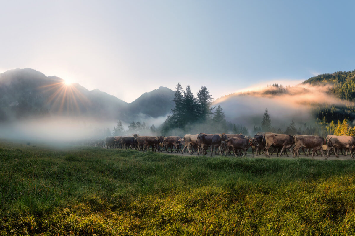 Hinterstein, Viehscheid im Morgengrauen, Braunvieh-Herde beim Almabtrieb - Landschaftsfotografie Oberallgäu