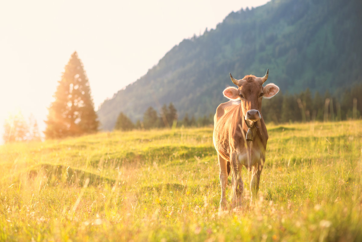 Hinterstein | Braunvieh im Gegenlicht | Goldene Bergwiese - Tierfotografie Allgäu