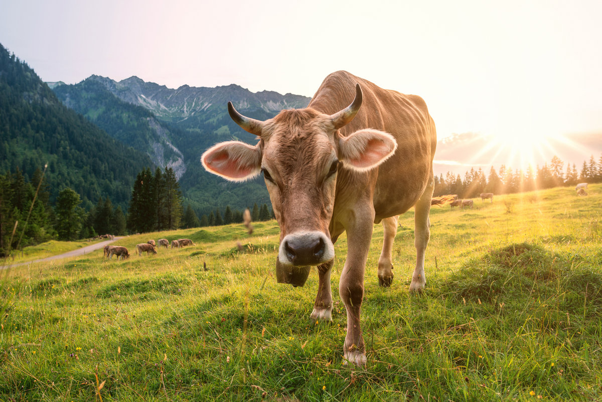 Hinterstein | Braunvieh auf der Alm | Goldenes Gegenlicht - Tierfotografie Allgäu