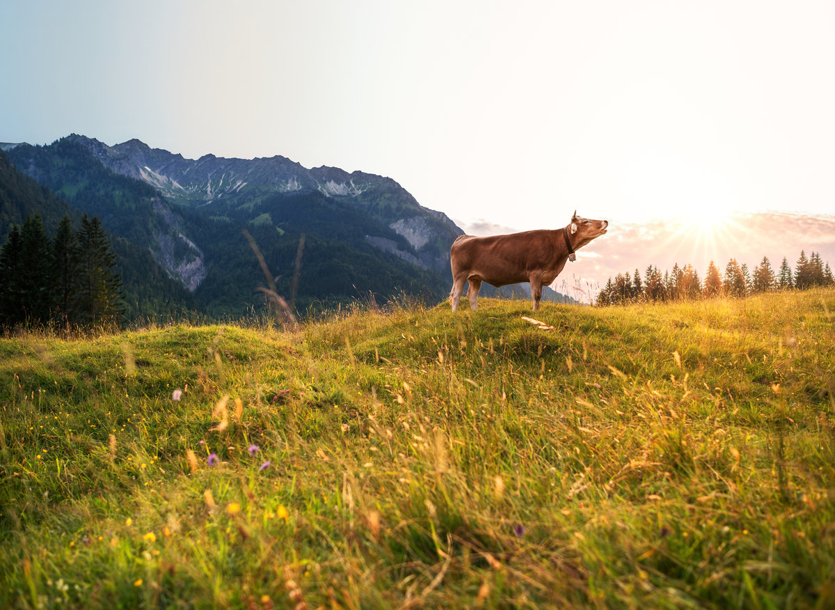 Hinterstein | Braunvieh und Bergpanorama | Goldene Stunde - Tierfotografie Allgäu