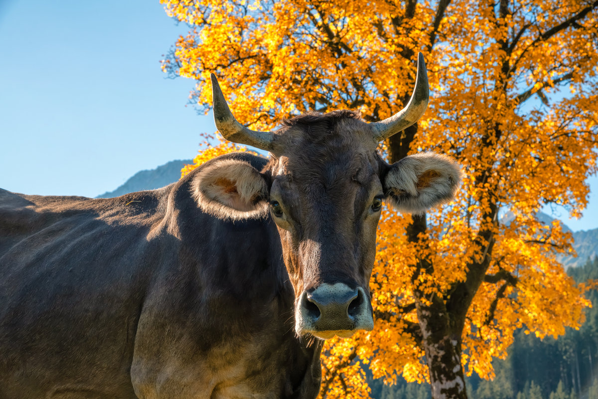 Hindelang | Braunviehporträt | Herbstfarben - Tierfotografie Allgäu