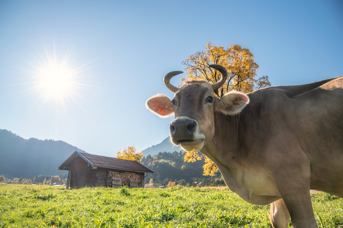 Hindelang | Braunvieh auf der Bergwiese | Gegenlicht - Tierfotografie Allgäu