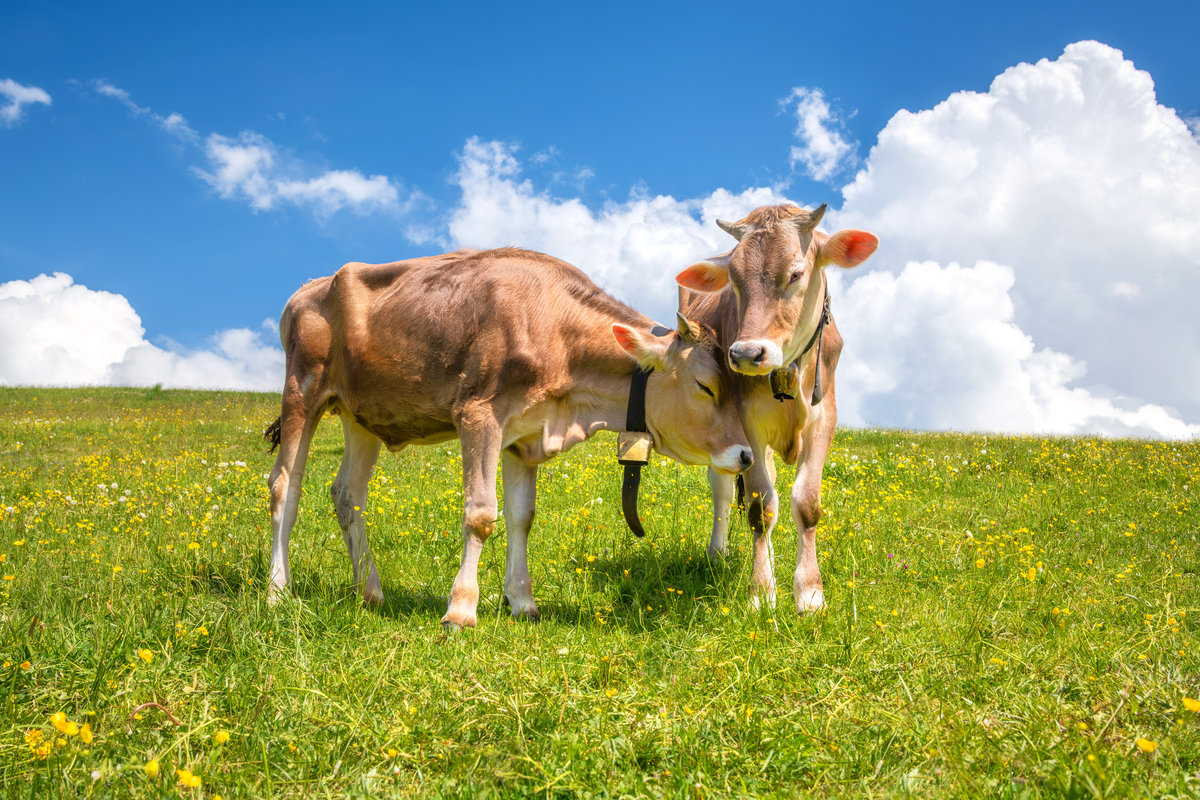 Hindelang | Braunviehduo | Blumenwiese und Quellwolken - Tierfotografie Allgäu