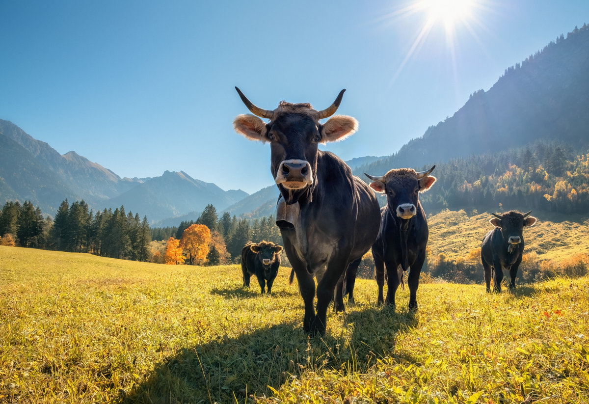 Hinterstein | Allgäuer Braunvieh | Herbstweide | Sonnenstrahlen - Tierfotografie Allgäu