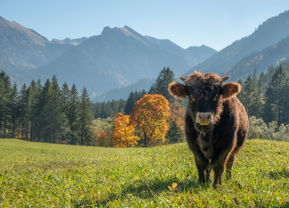 Hinterstein | Braunvieh auf der Alm | Herbstfarben | Bergkulisse - Tierfotografie Allgäu
