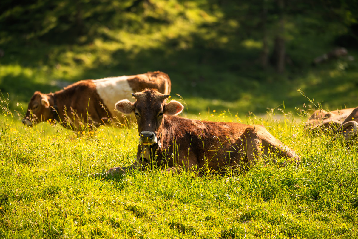 Oytal bei Oberstdorf | Ruhende Kühe | Sommerlicht | Almwiese - Tierfotografie Allgäu