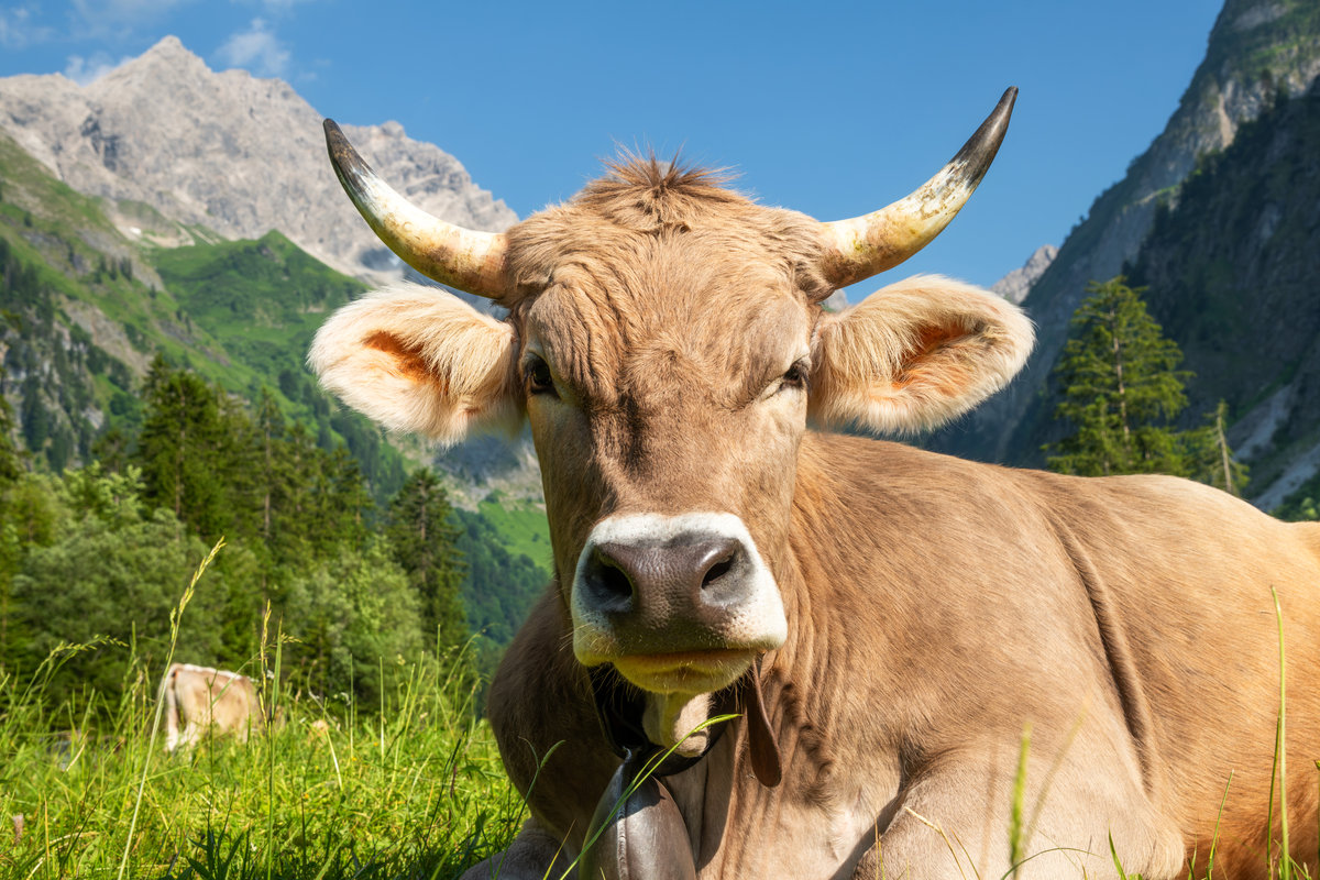 Oytal bei Oberstdorf | Braunvieh-Porträt | Bergkulisse | Sommer - Tierfotografie Allgäu