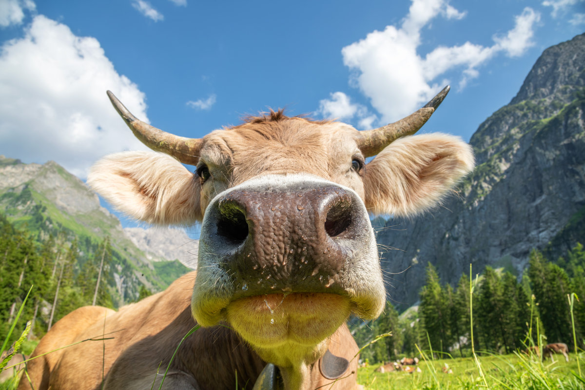 Oytal bei Oberstdorf | Neugieriges Rind | Nahporträt | Bergsommer - Tierfotografie Allgäu