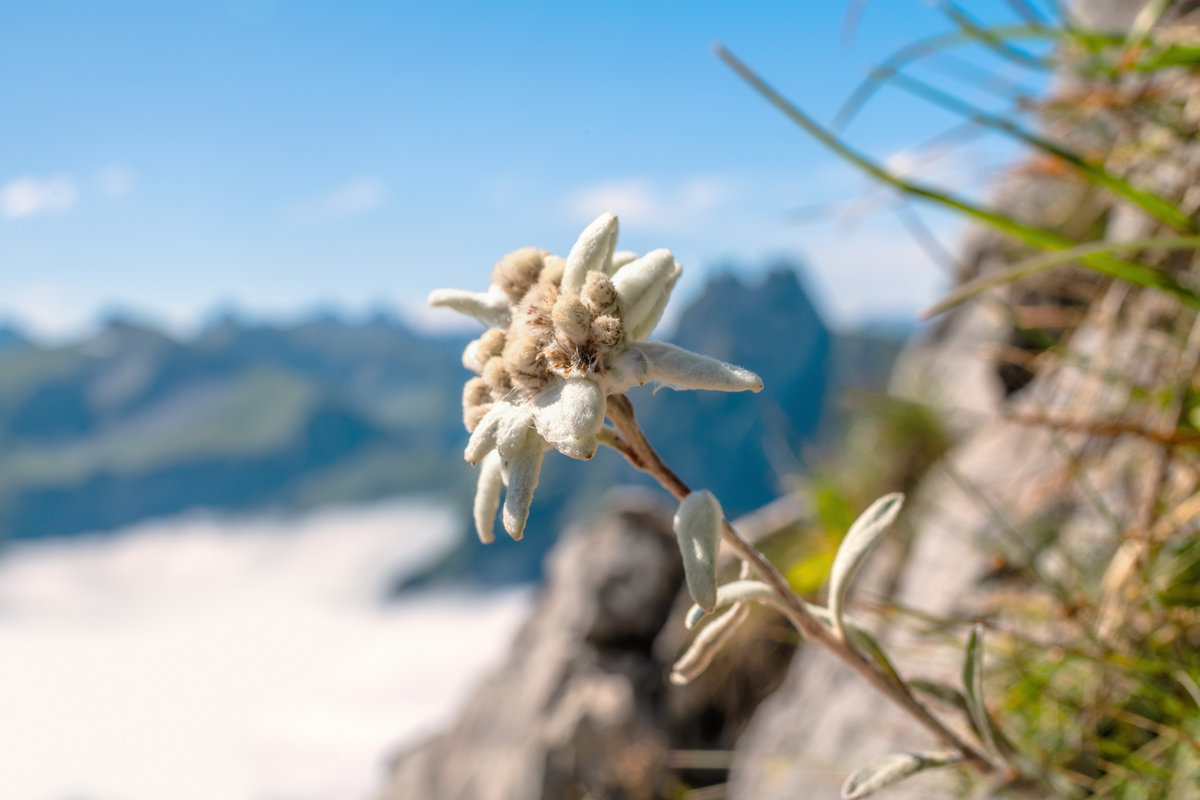 Höfats bei Oberstdorf | Edelweiß | Alpine Nahaufnahme | Sommer - Naturfotografie Allgäu