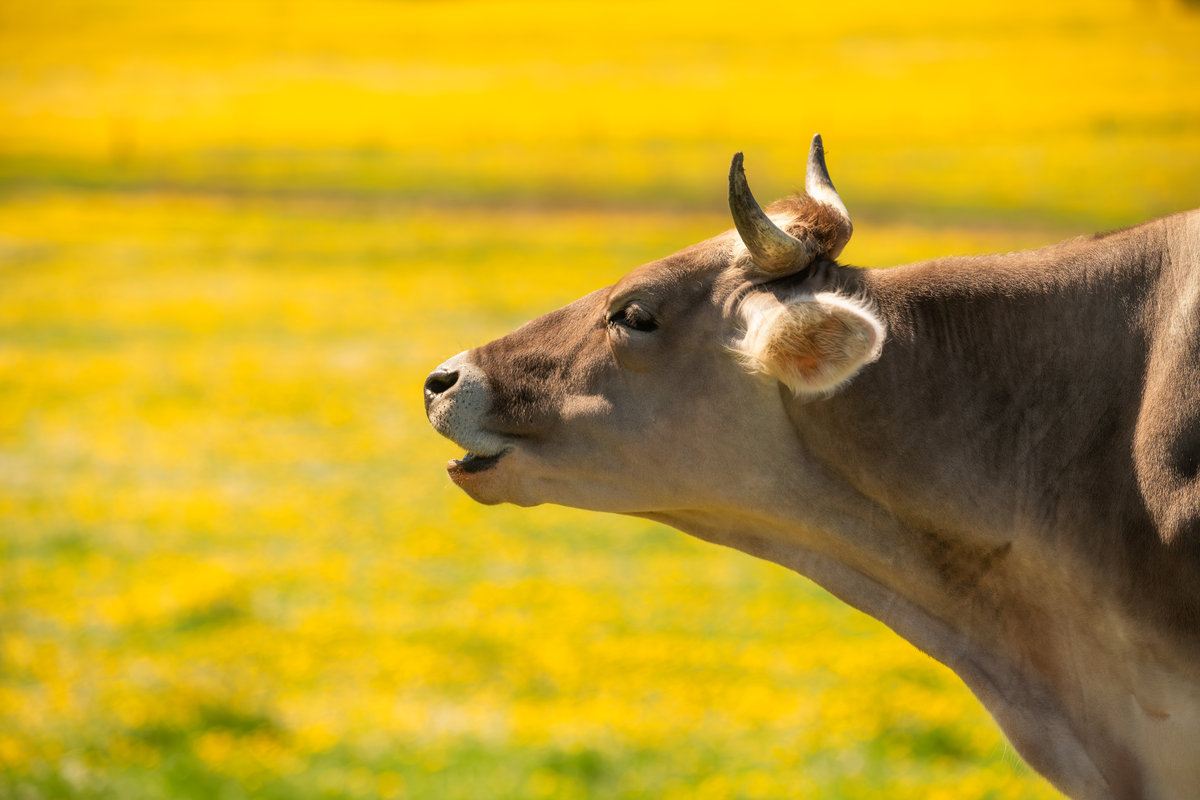Hindelang | Kuhporträt | Gelbe Blumenwiese - Tierfotografie Allgäu