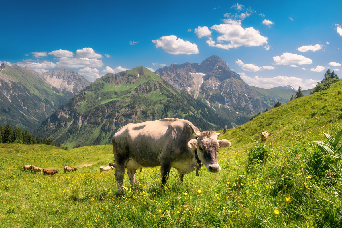 Kleinwalsertal | Rinder auf der Alm | Bergsommer | Walmendinger Horn - Tierfotografie Vorarlberg