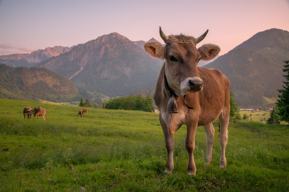 Hindelang | Braunvieh vor Bergkulisse | Dämmerungsfarben - Tierfotografie Allgäu