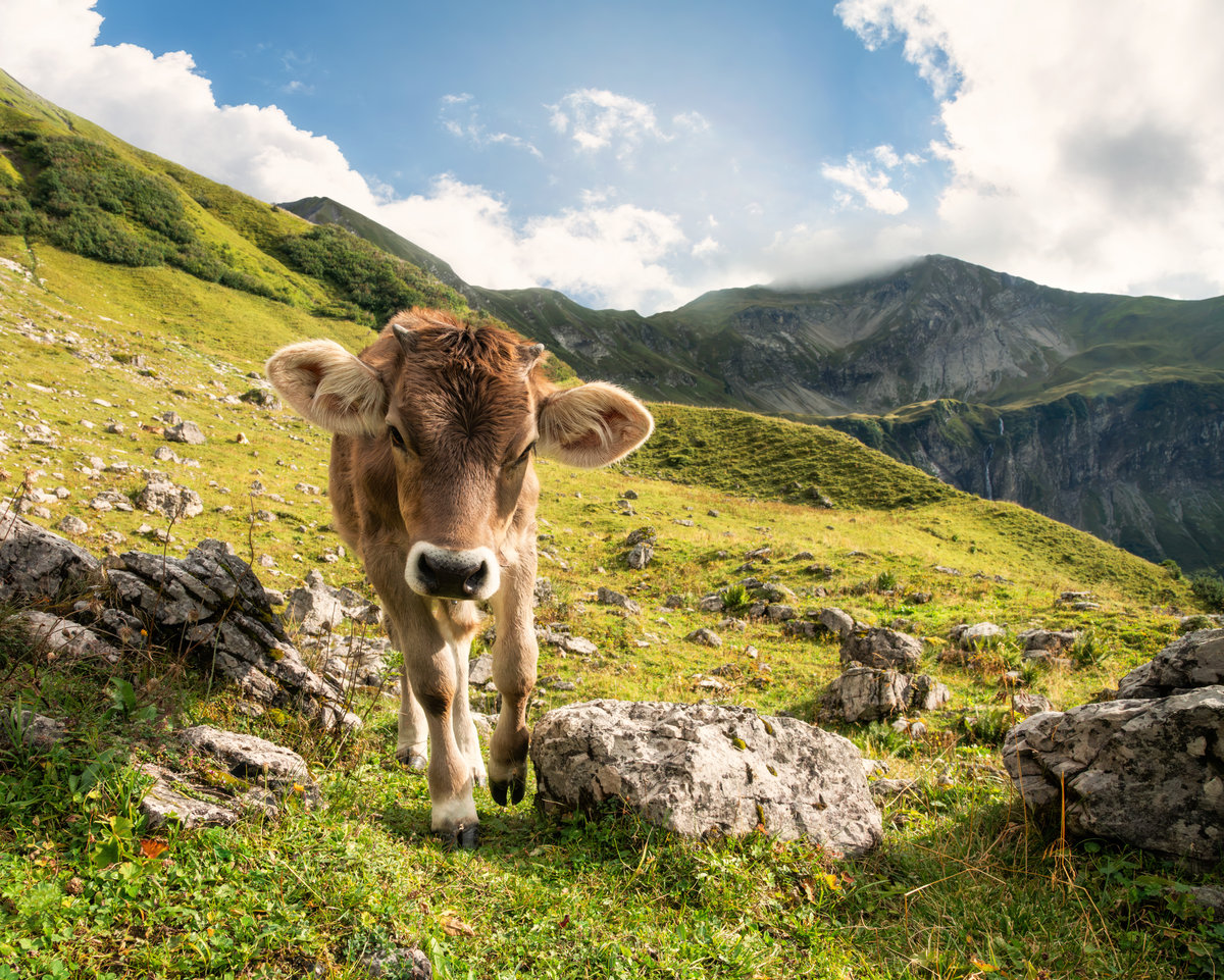 Wildenfeld bei Oberstdorf | Junges Rind | Felsige Almweide | Sommer - Tierfotografie Allgäu