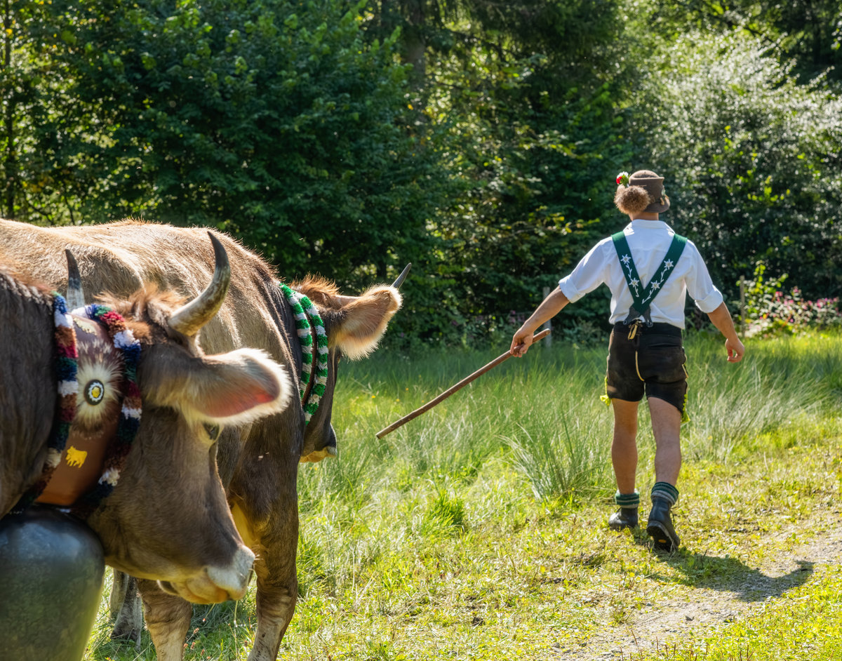 Oberstdorf | Viehscheid | Geschmücktes Rind | Älpler in Tracht - Tierfotografie Allgäu