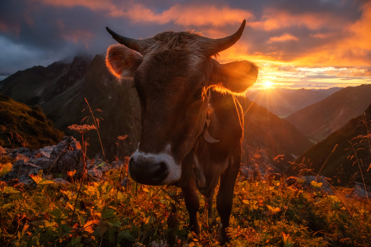 Wildenfeld im Oytal | Rind im Gegenlicht | Goldene Stunde | Bergkulisse - Tierfotografie Allgäu