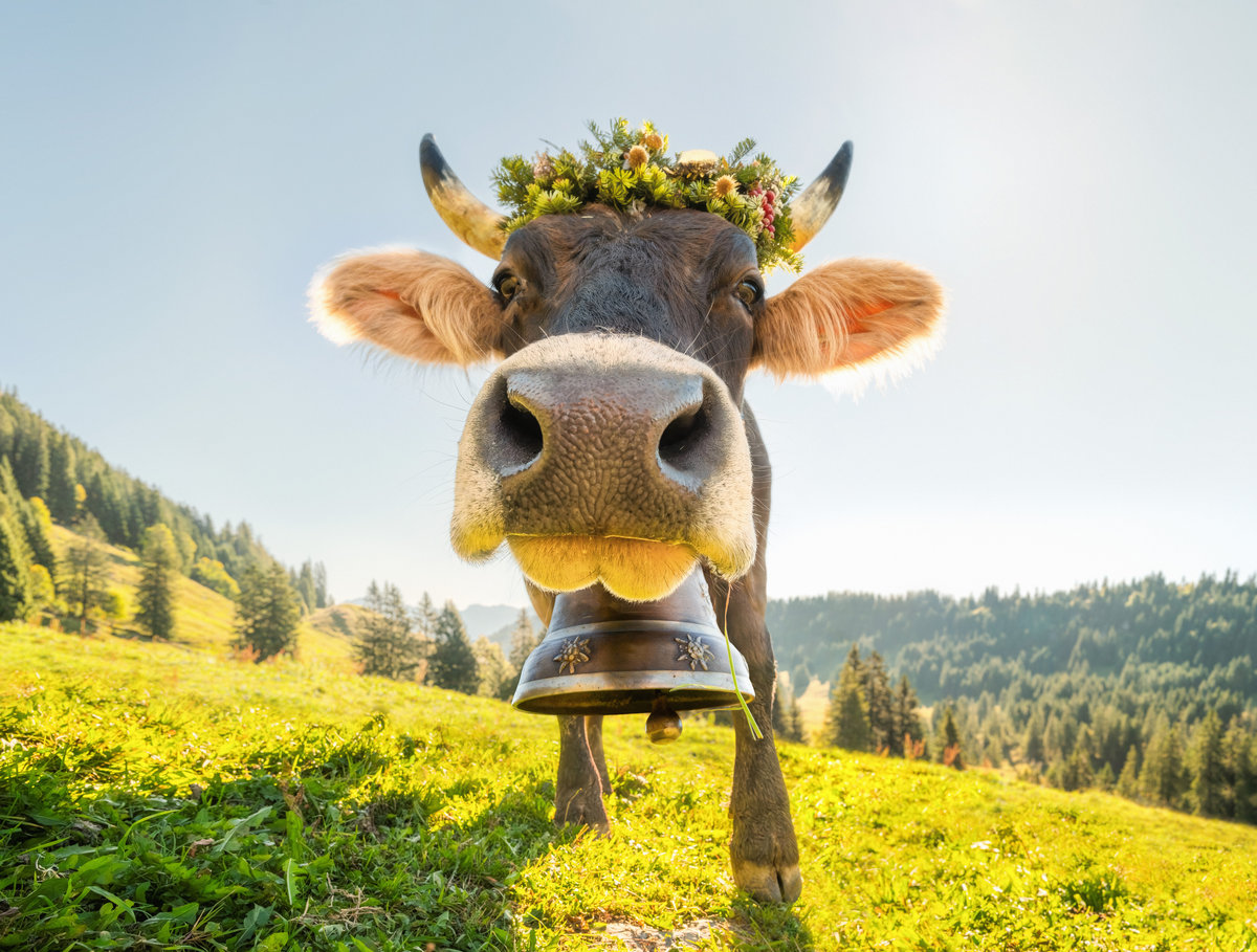 Obermaiselstein | Viehscheid im Lochbachtal | Kranzrind | Almtradition - Tierfotografie Allgäu