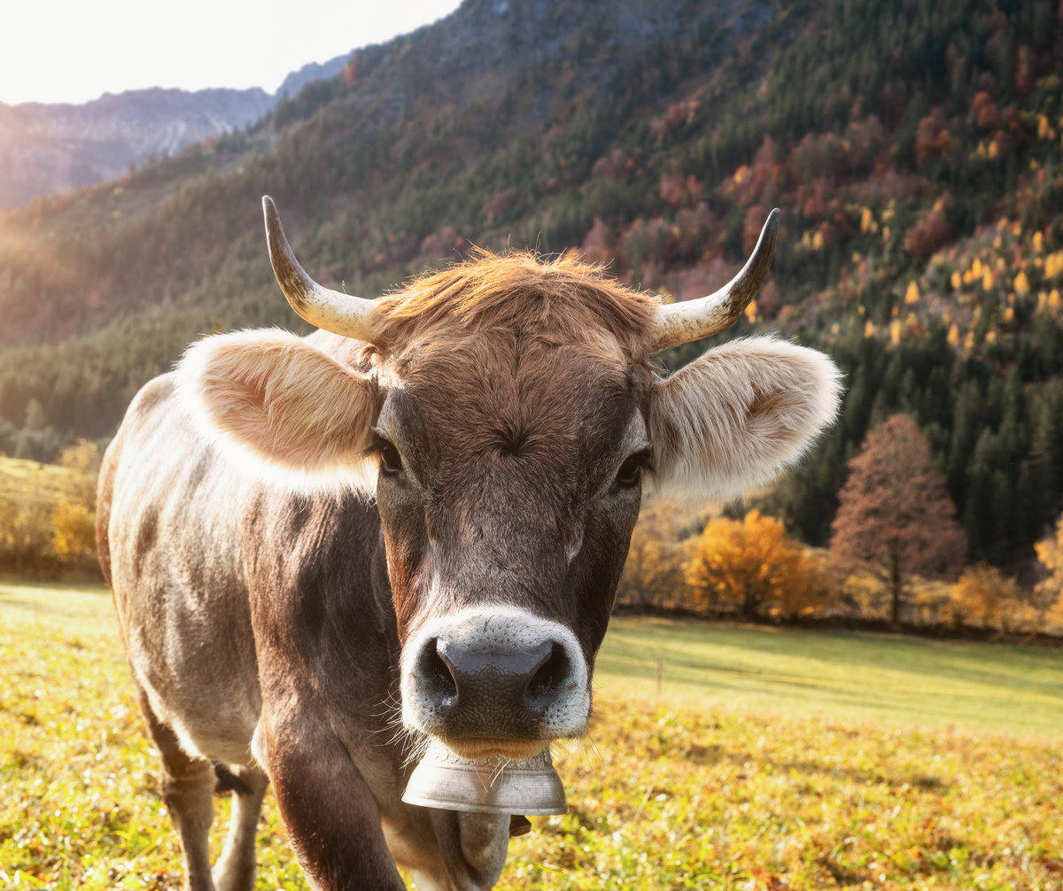 Hinterstein | Rinderporträt | Herbstlicht | Kuhglocke - Tierfotografie Allgäu