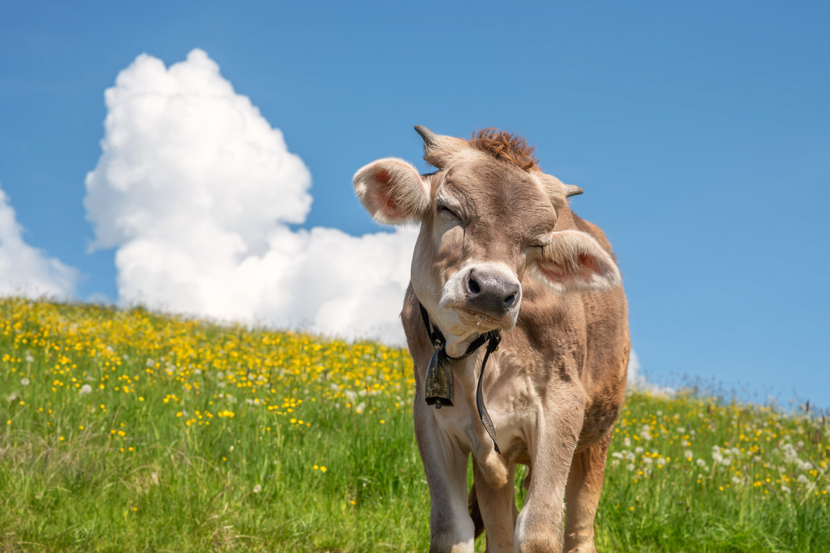 Hindelang | Braunvieh auf der Blumenwiese | Sommerhimmel - Tierfotografie Allgäu