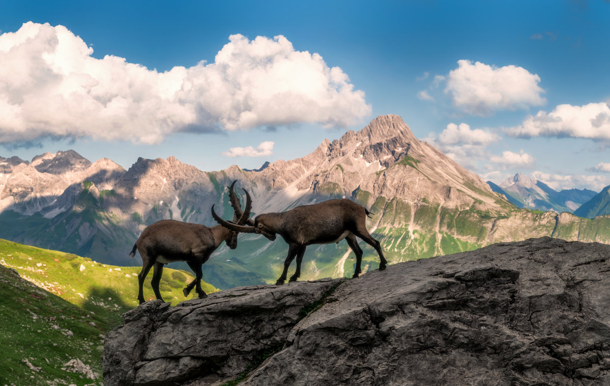 Biberkopf bei der Mindelheimer Hütte | Zwei Steinböcke | Hornkampf | Alpenpanorama - Tierfotografie Allgäu