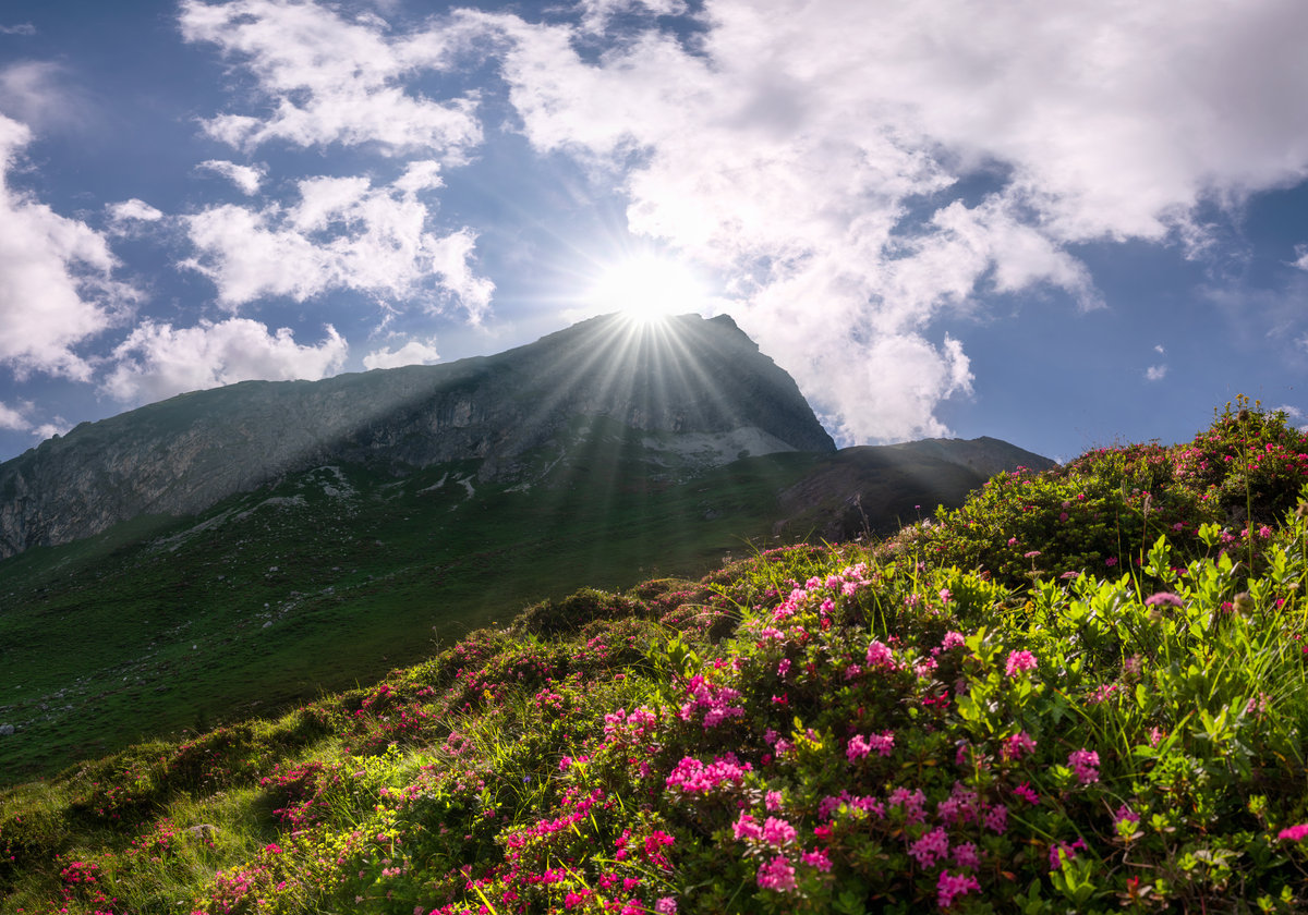 Biberkopf bei der Mindelheimer Hütte | Alpenrosen | Sonnenstrahlen | Bergsommer - Naturfotografie Allgäu