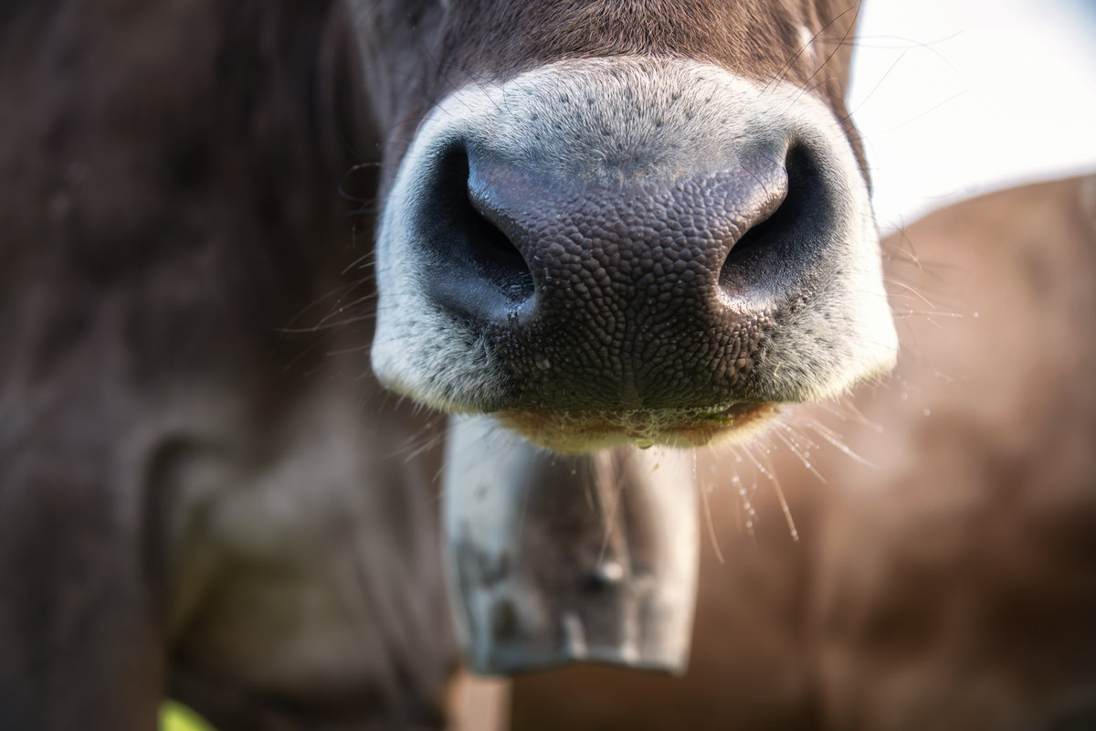 Oberstdorf | Kuhporträt | Detailaufnahme | Warmes Gegenlicht - Tierfotografie Allgäu