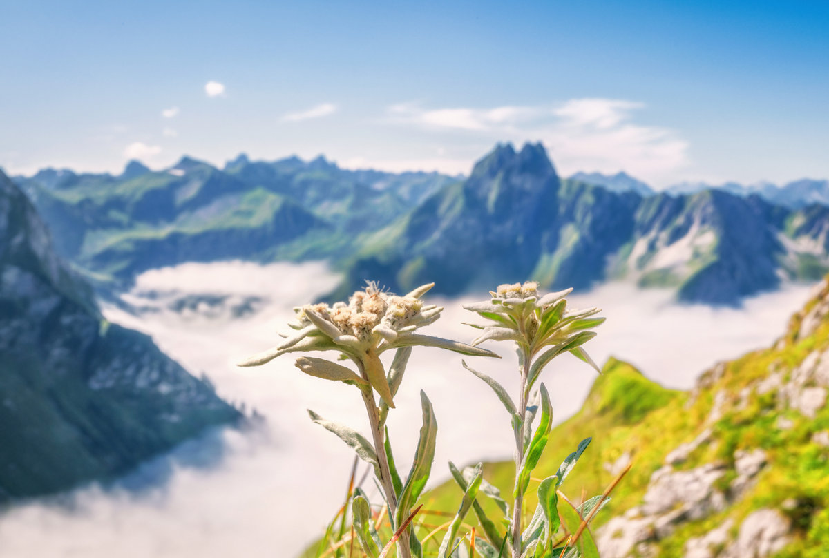 Höfats | Alpenblüten | Nebelmeer | Sommerlicht - Naturfotografie Allgäu