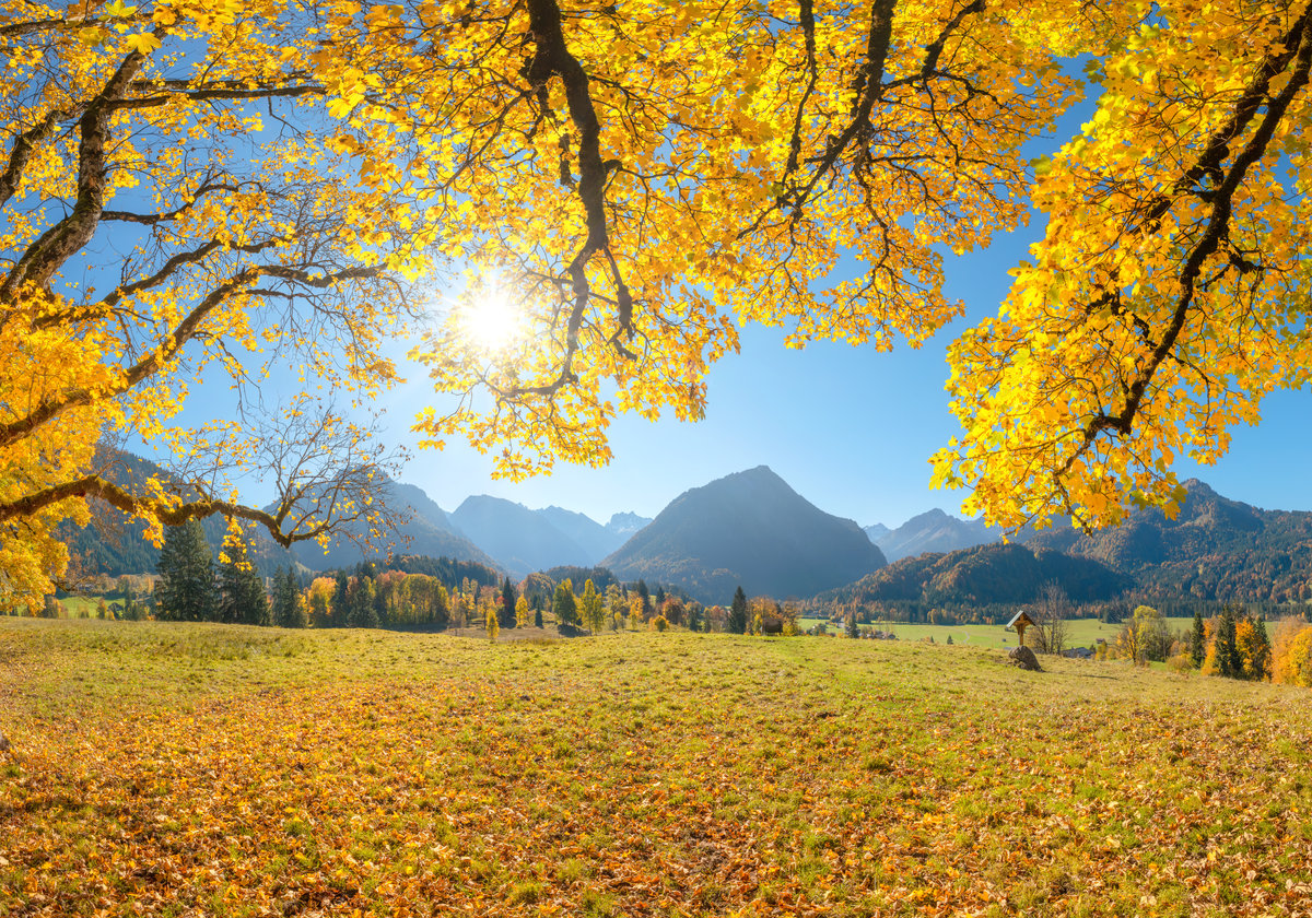 Hofmanns Ruh | Herbstlandschaft | Goldgelbes Laub | Sonnenstern - Landschaftsfotografie Allgäu