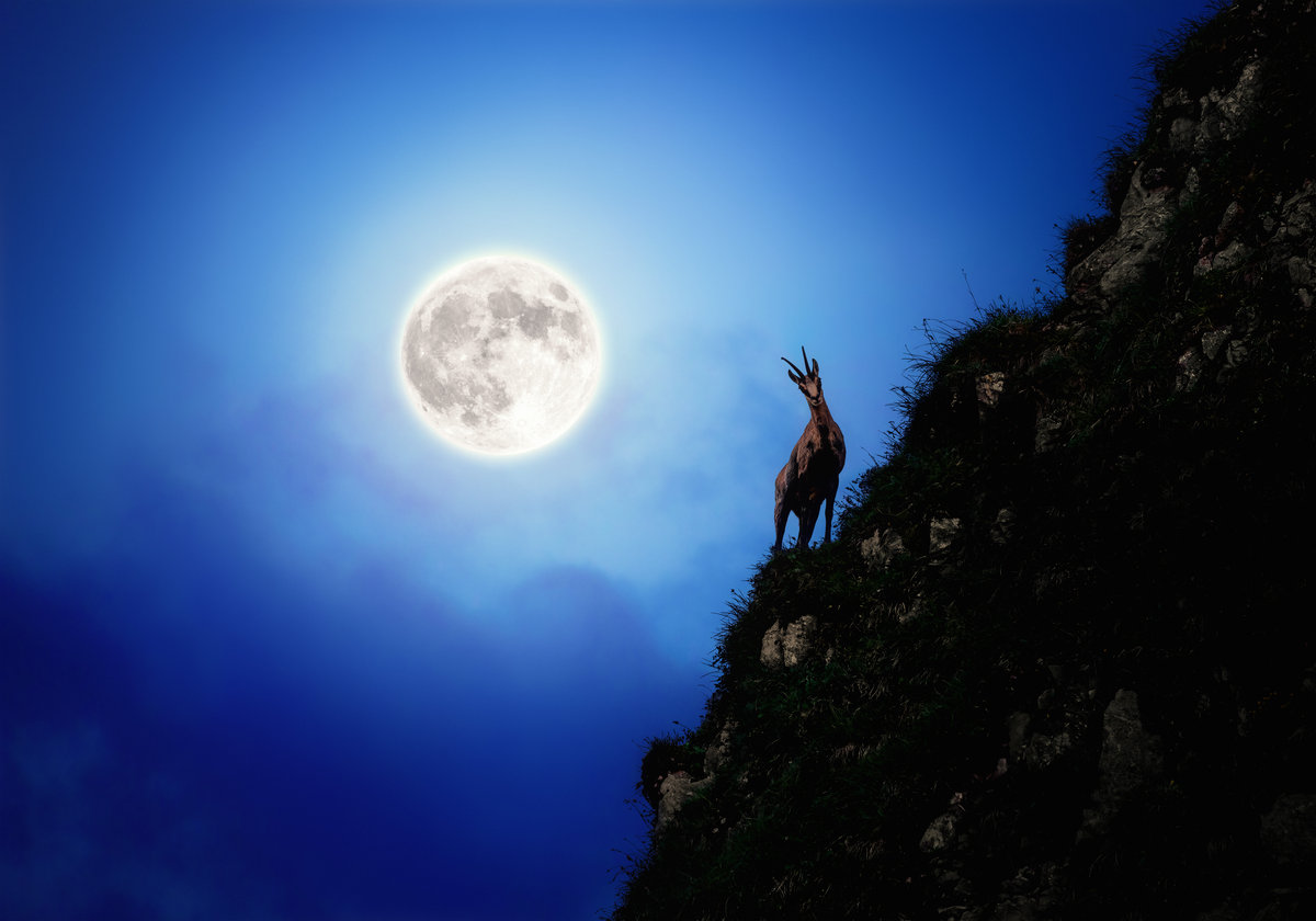 Hinterstein | Gämse am Vollmond | Blaue Stunde | Felsgrat - Tierfotografie Allgäu