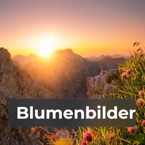 Kategorie Blumenbilder