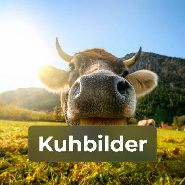 Kategorie Kuhbilder