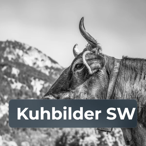 Kategorie Kuhbilder in Schwarz-Weiß