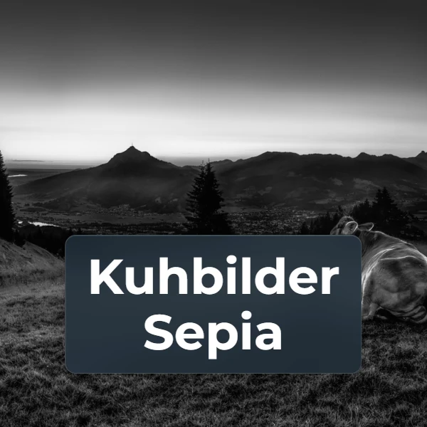 Kuhbilder in Sepia