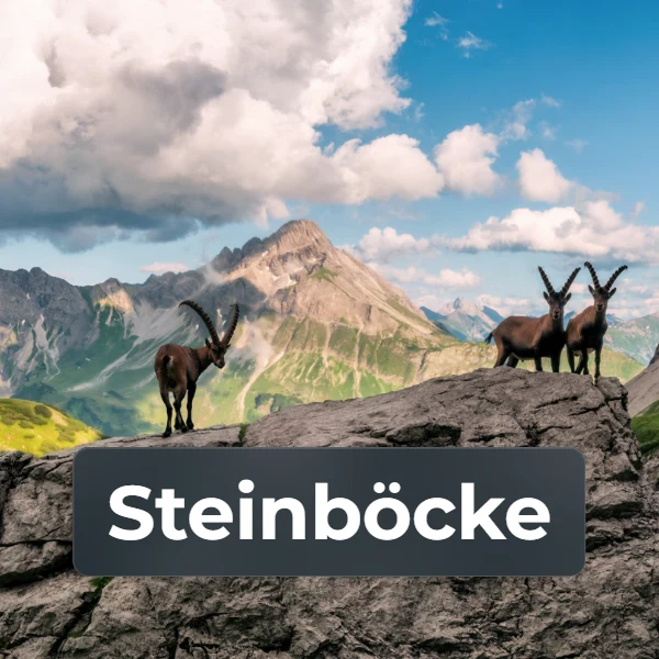 Kategorie Steinböcke
