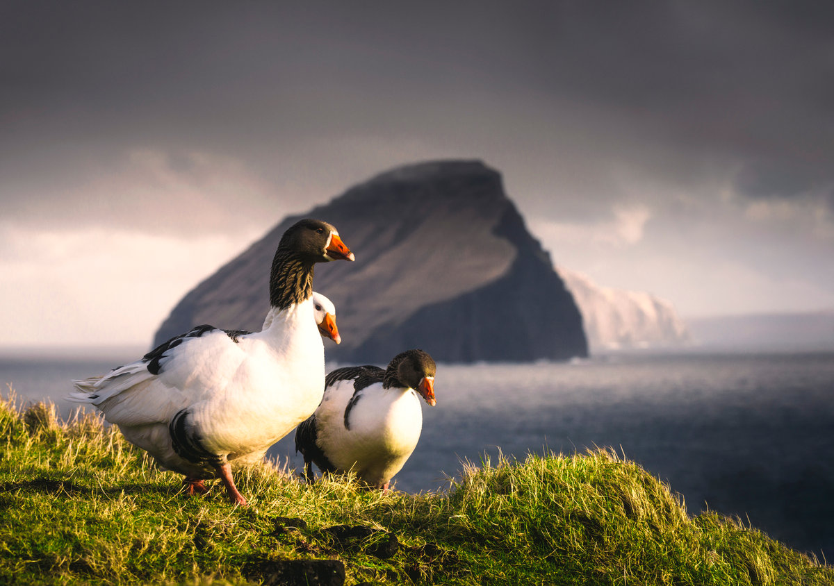 Färöer Gänse | Wildgänse auf Klippe mit Felsinsel im Hintergrund | Dramatisch - Tierfotografie Nordatlantik