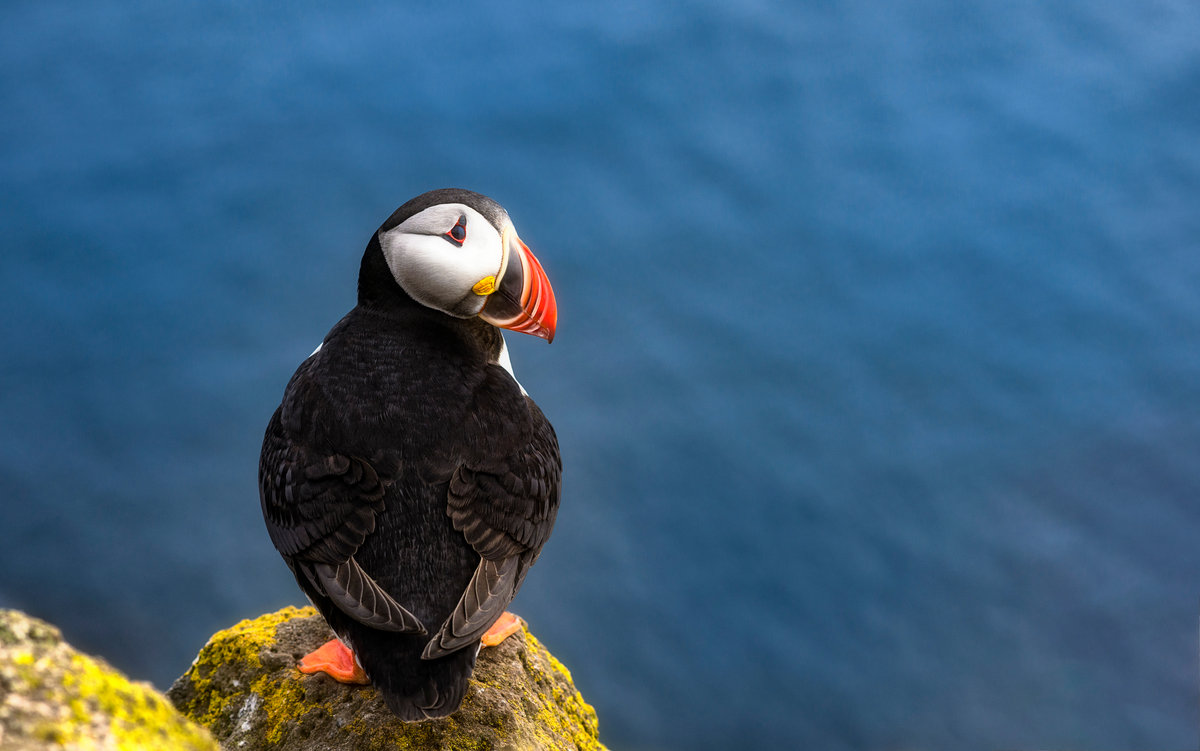 Papageientaucher auf Klippe | Puffin Porträt vor tiefblauem Meer | Vogelparadies - Tierfotografie Island