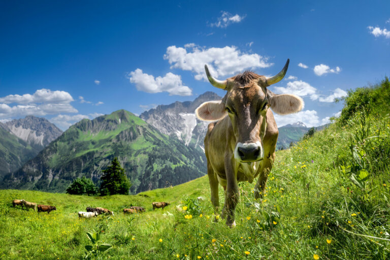Lieblingsbild · Nr. 5102
