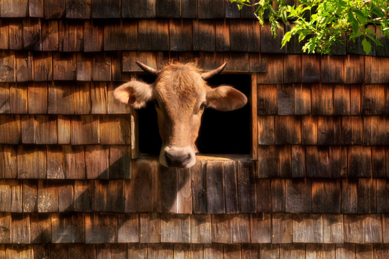 Lieblingsbild · Nr. 5755-1