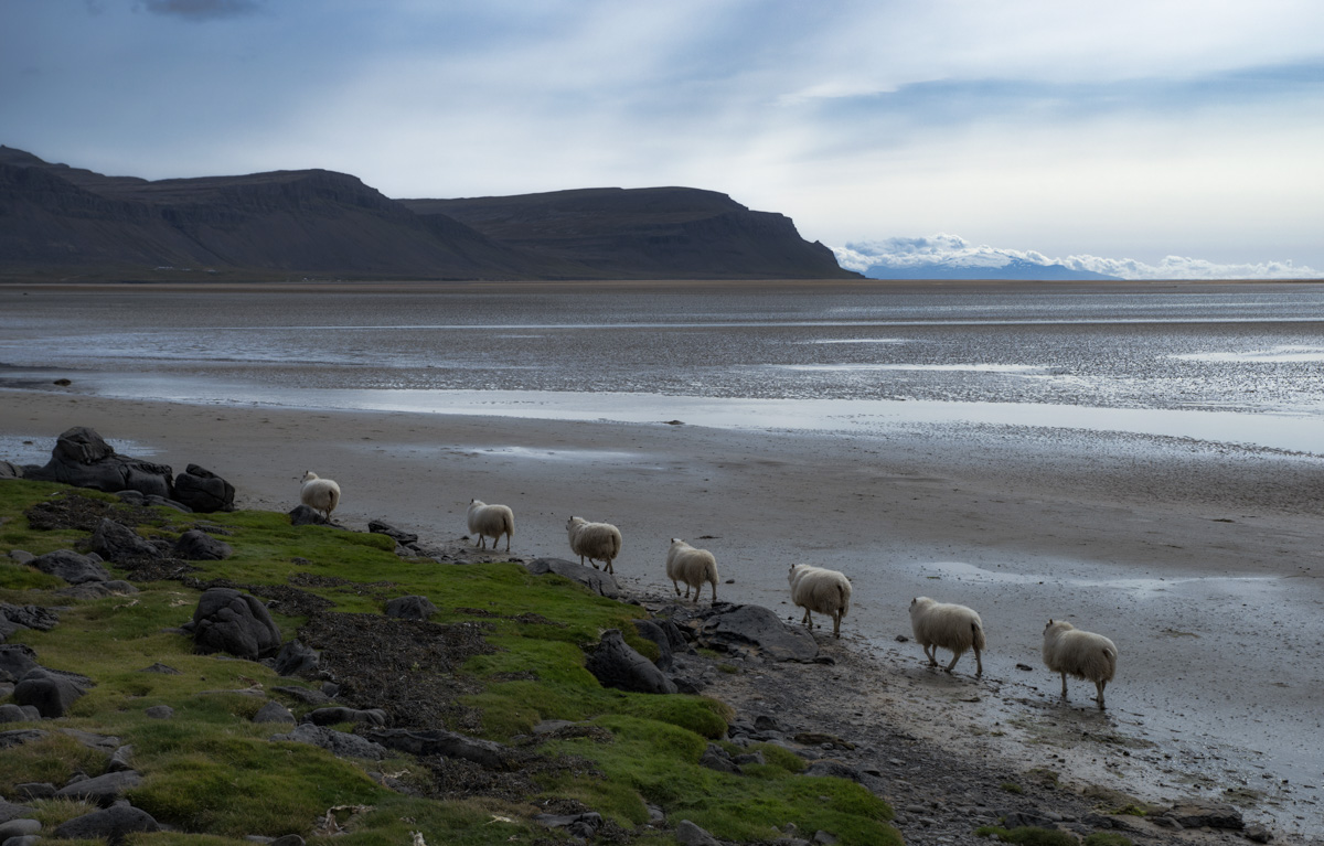 Island Iceland Schaf Schafe Sheep Sea Meer Hochland Highlands Askja
