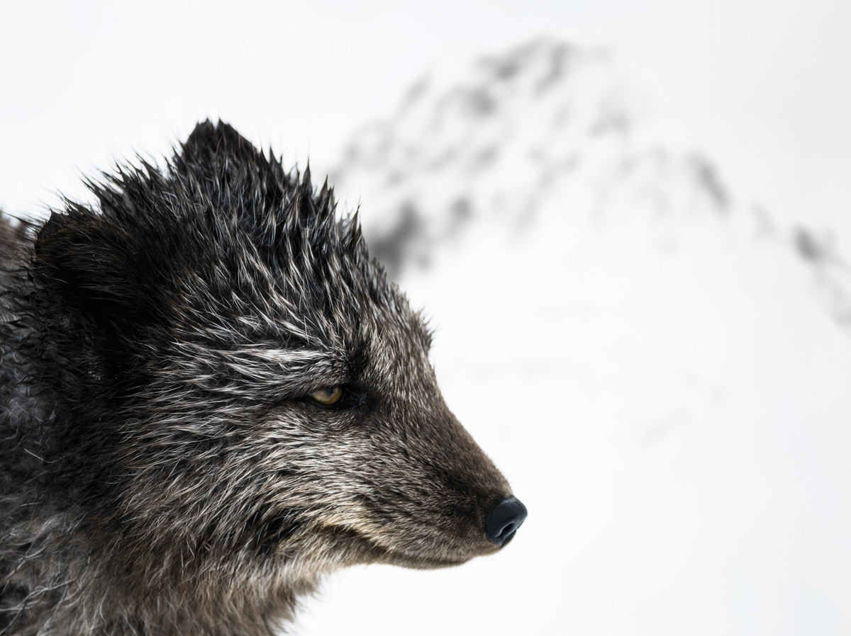 Island Bilder Island Iceland Arctic Fox Polarfuchs Westfjords Súðavík Ísafjörður