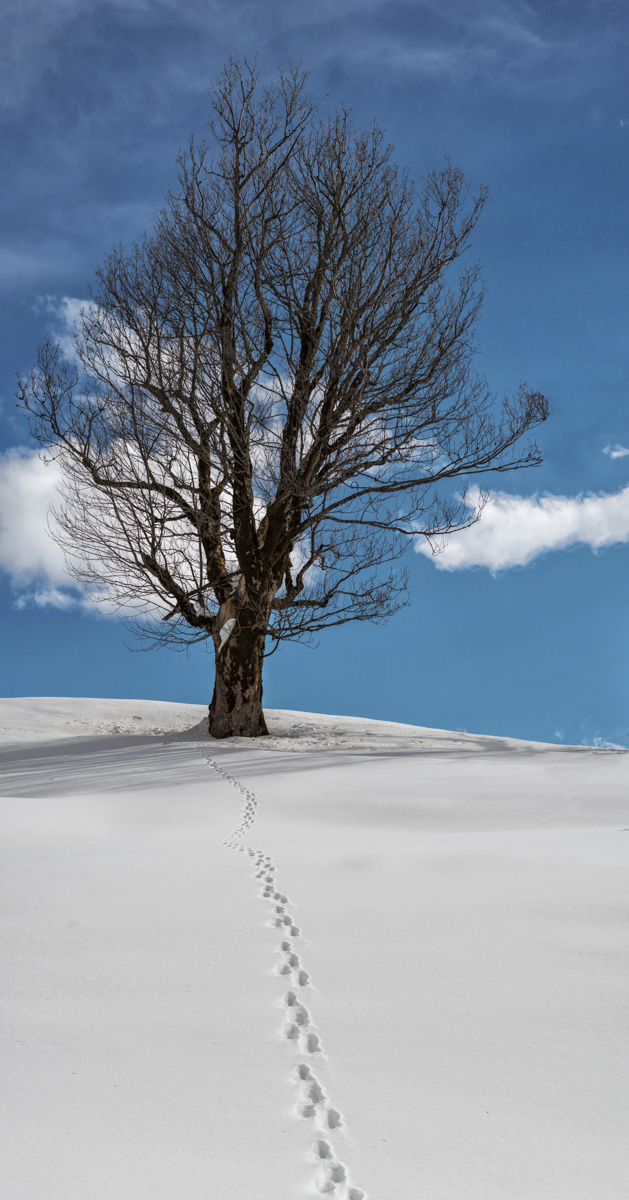 Panorama Allgäu Alpen Berge Oberallgäu Baum Bäume Wald weiß blauer himmel winter verschneit schnee sonne