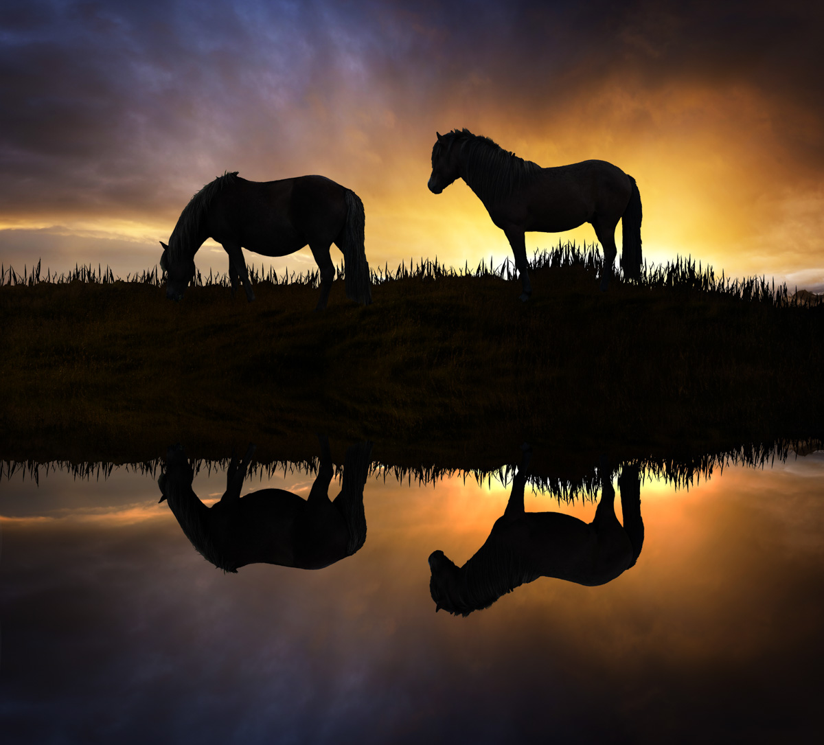 Island Bilder Island Iceland Island Bilder IslandPferd Pferd Pferde Pony Wasser Spiegelung Sonnenuntergang