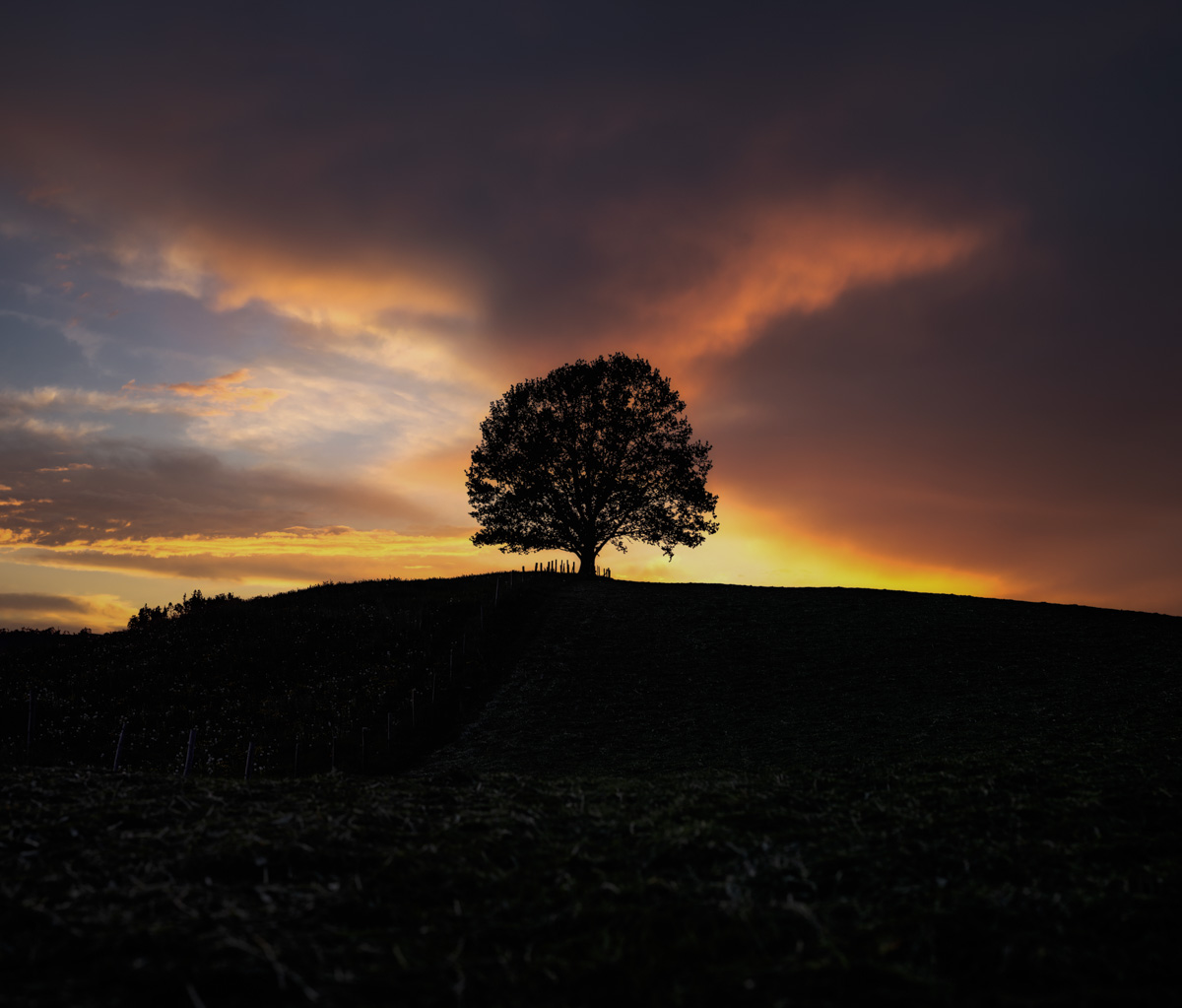 Panorama Allgäu Alpen Berge Oberallgäu schwarz orange Baum Feld Sonnenuntergang sommer sonne