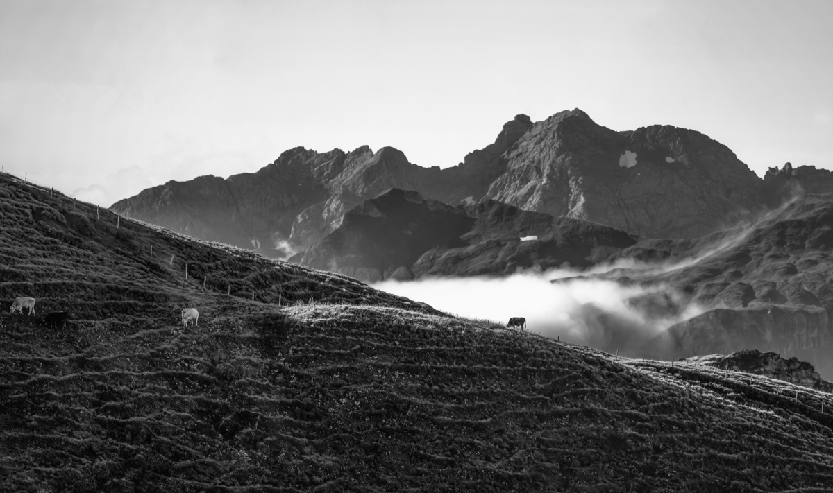 kuhbilder leinwand sepia wandbilder foto kaufen Berge Sommer nebelhorn kuhbild kuh bergsommer oberstdorf wolken