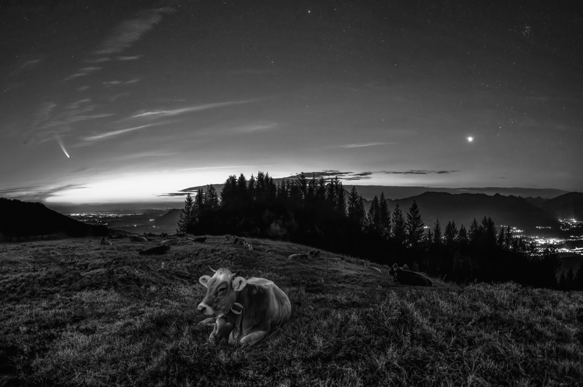 kuhbilder leinwand sepia wandbilder foto kaufen Berge Kuh Braunvieh Vieh Rind Rinder Kühe Viehscheid Alp Alm Abtrieb Bergsommer Nacht Neowise Oberallgäu blau