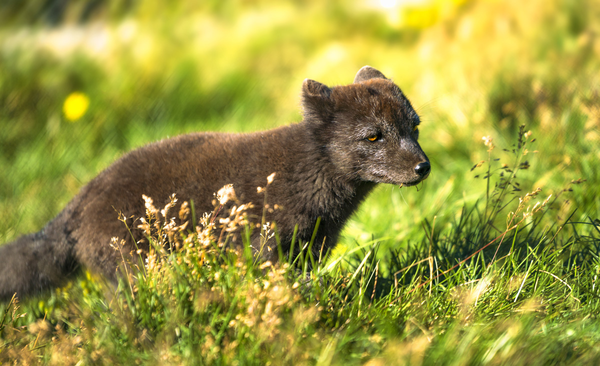 Island Bilder Island Iceland Arctic Fox Polarfuchs Hornstrandir Gras Sonne Braun