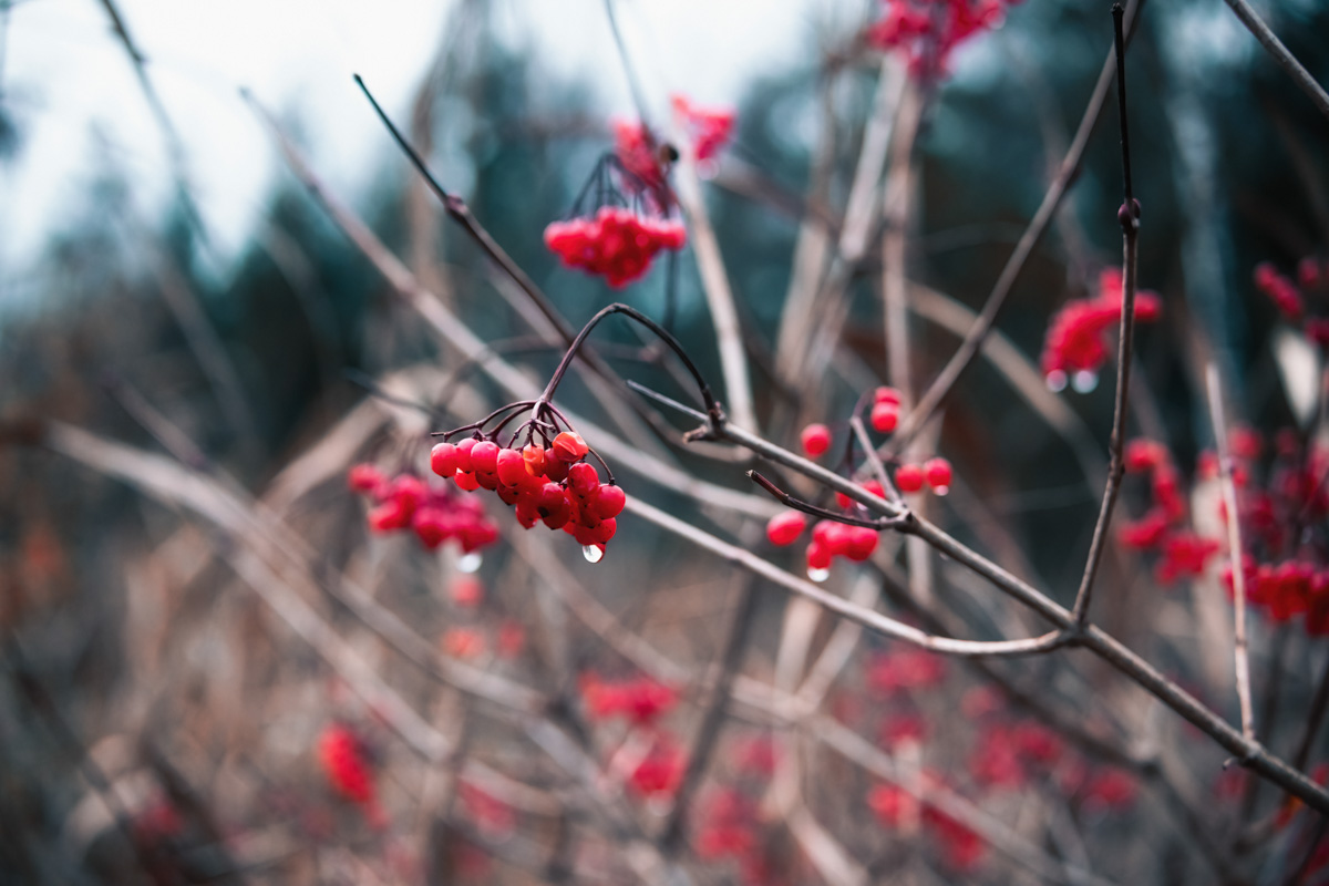 Panorama Allgäu Alpen Berge Oberallgäu Beeren rot blau herbst