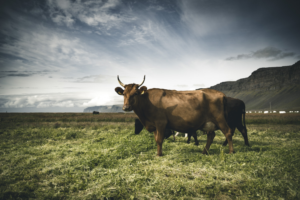 Island Iceland Kuh Cow Hochland Highlands Askja