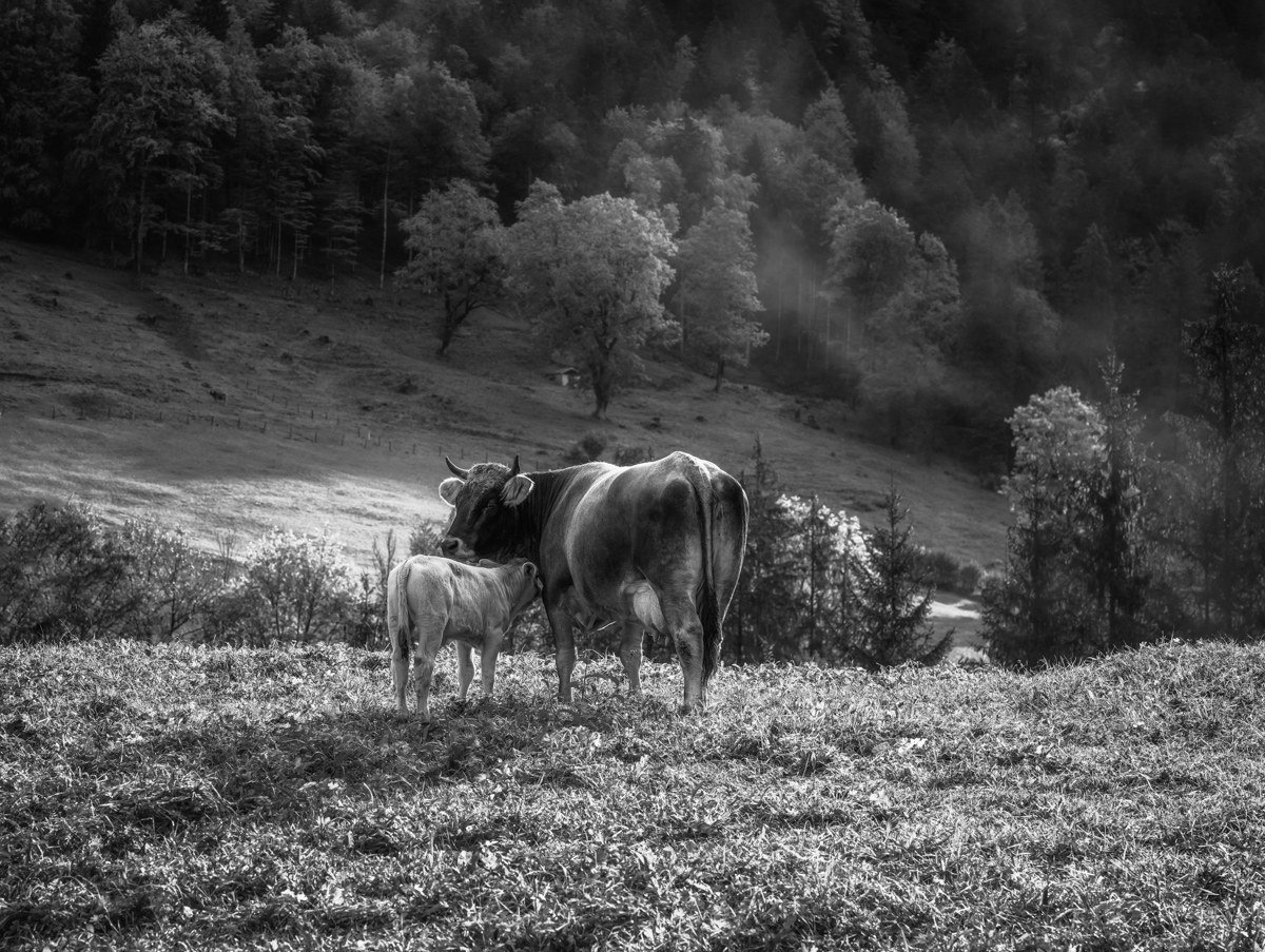 kuhbilder leinwand sepia wandbilder foto kaufen Berge Kuh Braunvieh Vieh Rind Rinder Kühe Viehscheid Alp Alm Abtrieb Bergsommer Oberallgäu
