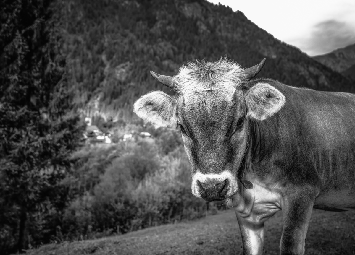 kuhbilder leinwand sepia wandbilder foto kaufen Berge Kuh Braunvieh Vieh Rind Rinder Kühe Viehscheid Alp Alm Abtrieb Bergsommer Oberallgäu